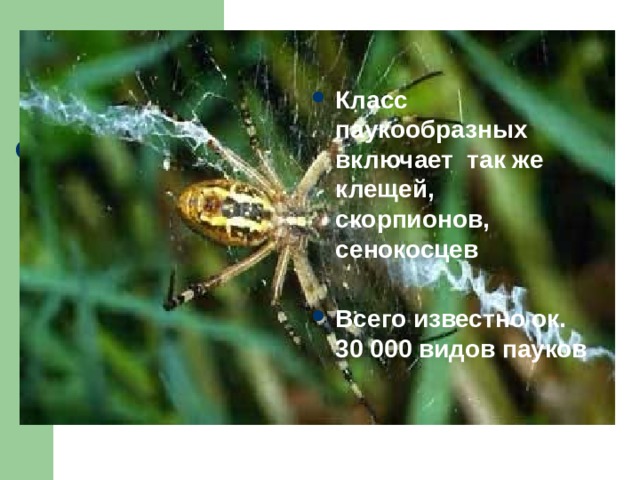 сс скорпионов, сенокосцев   Класс паукообразных включает так же клещей, скорпионов, сенокосцев  Всего известно ок. 30 000 видов пауков  
