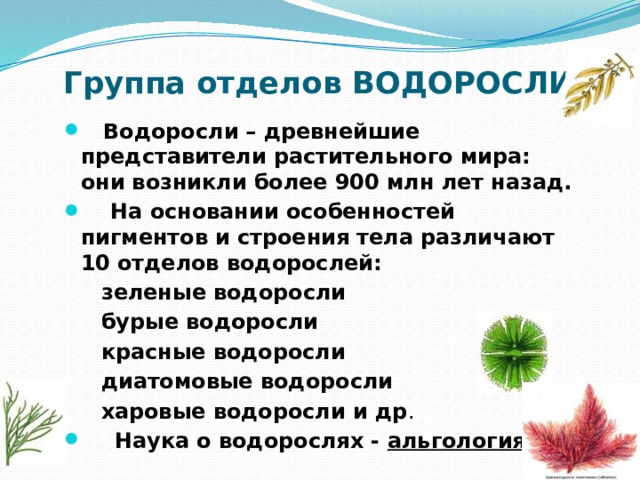 Презентация водоросли их разнообразие и значение в природе