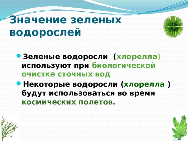 Жизнь водорослей в природе. Роль зеленых водорослей. Функции зеленых водорослей. Значение зеленых водорослей в природе и жизни человека. Значение зеленых водорослей в природе.