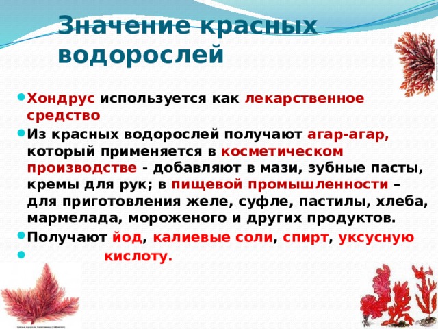 Каково значение ламинарии в жизни человека. Значение красных водорослей. Красные водоросли хондрус. Красные водоросли в природе и жизни человека. Значение красных водорослей в природе и жизни человека.