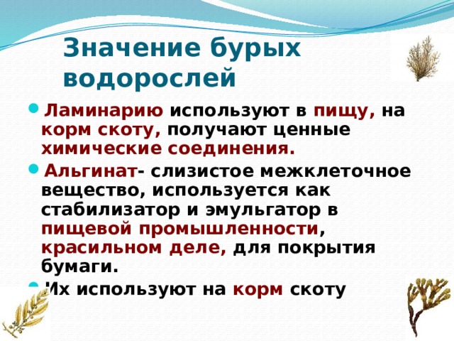 Какое значение бурых водорослей в жизни