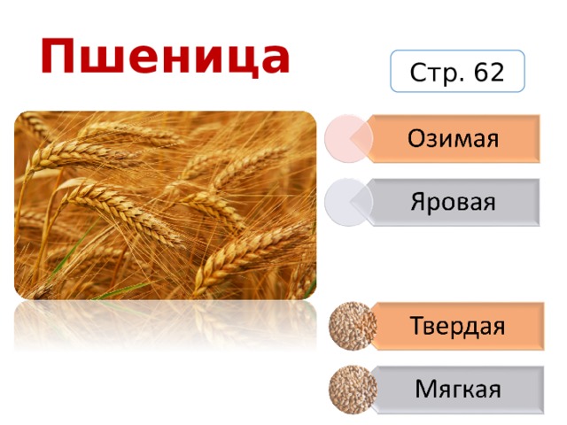 Пшеница Стр. 62 