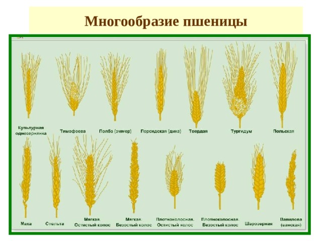 Многообразие пшеницы 