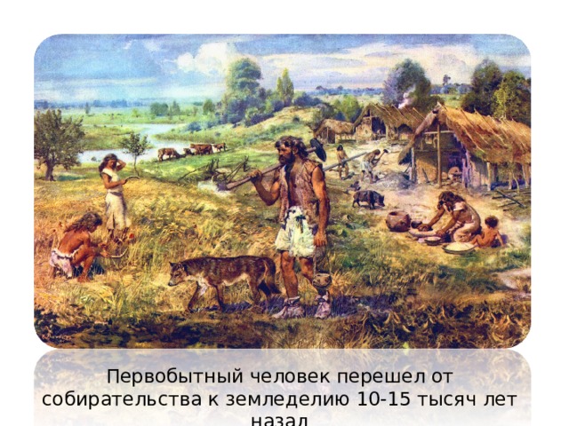 Первобытный человек перешел от собирательства к земледелию 10-15 тысяч лет назад  