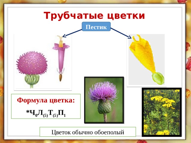 Трубчатые цветки Пестик Формула цветка: *Ч 0 Л (5) Т (5) П 1 Цветок обычно обоеполый  