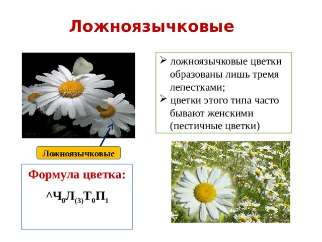 Ложноязычковые  ложноязычковые цветки  образованы лишь тремя  лепестками;  цветки этого типа часто  бывают женскими  (пестичные цветки) Ложноязычковые Формула цветка: ^Ч 0 Л (3) Т 0 П 1   