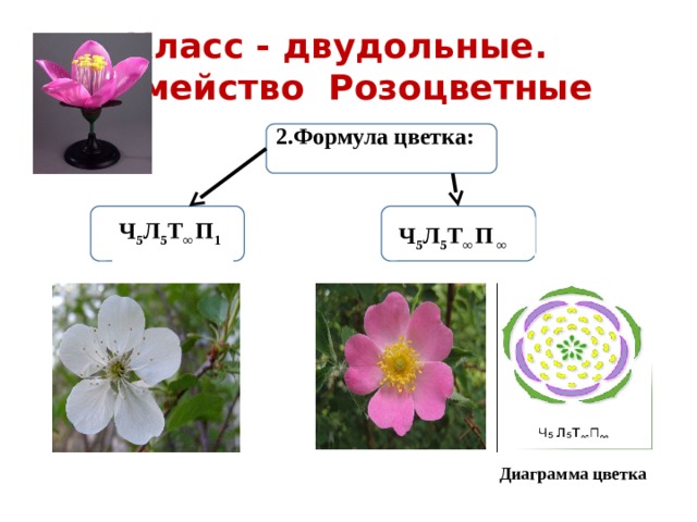 Класс - двудольные. Семейство Розоцветные 2.Формула цветка:         Ч 5 Л 5 Т ∞ П 1 Ч 5 Л 5 Т ∞ П ∞ Диаграмма цветка 