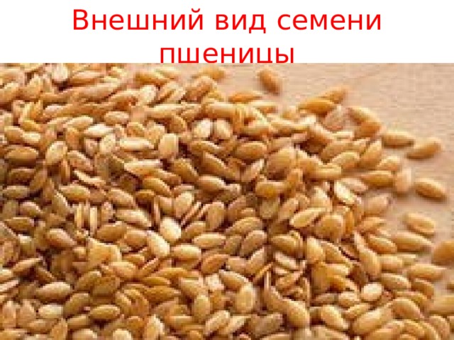 Внешний вид семени пшеницы 