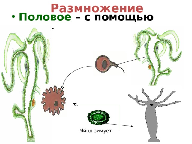 Мужские гаметы папоротников. Гаметы растений. Гамета это в биологии. Слияние гамет примеры организмов. Размножение с помощью гамет.