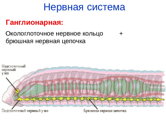 Нервная система Ганглионарная: Окологлоточное нервное кольцо + брюшная нервная цепочка 