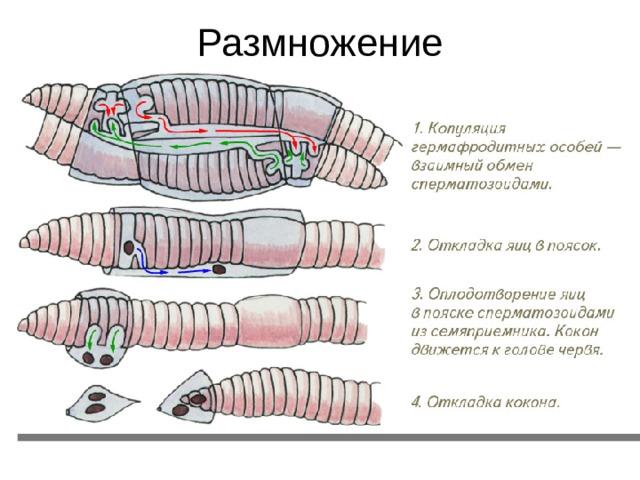 Размножение 