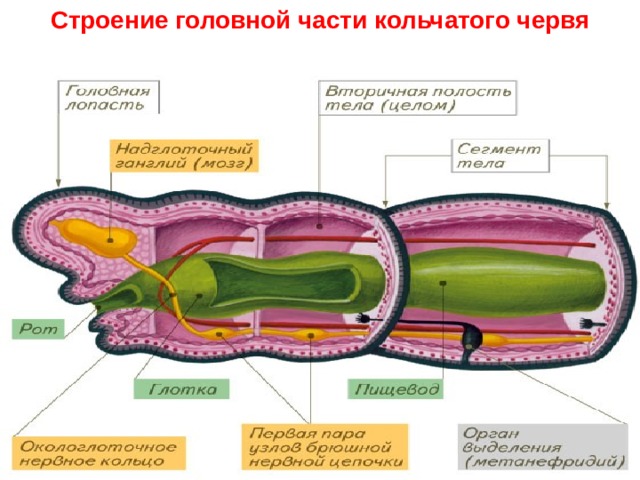 Строение головной части кольчатого червя 