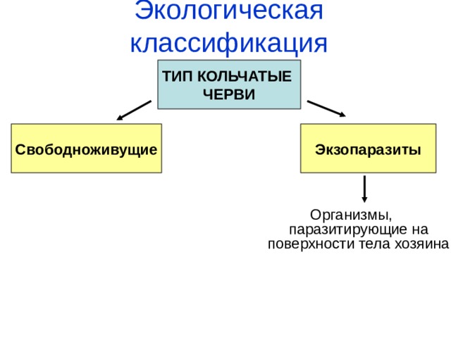 Экологическая классификация ТИП КОЛЬЧАТЫЕ ЧЕРВИ Свободноживущие Экзопаразиты Организмы, паразитирующие на поверхности тела хозяина 
