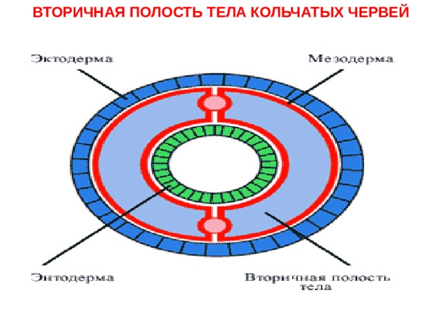 ВТОРИЧНАЯ ПОЛОСТЬ ТЕЛА КОЛЬЧАТЫХ ЧЕРВЕЙ  