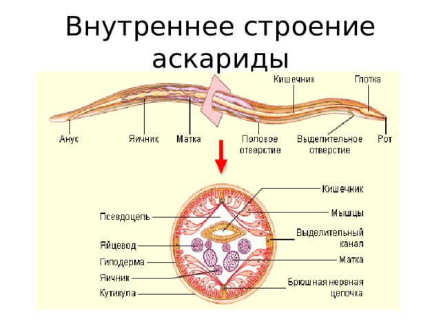 Внутреннее строение аскариды 