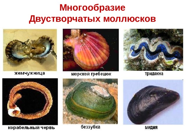 Три примера животных относящихся к моллюскам. Двустворчатые моллюски мезозой. Представители двустворчатых моллюсков. Представители типа моллюсков. Тип моллюски двустворчатые.