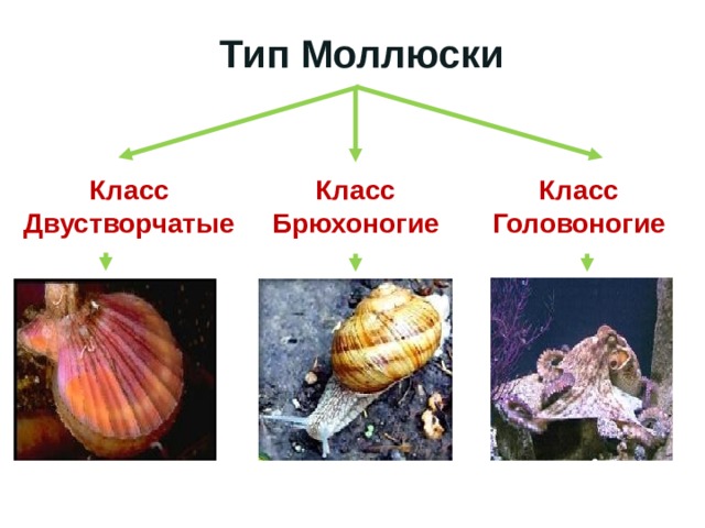 Общая характеристика классы моллюсков
