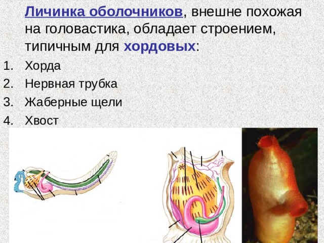  Личинка оболочников , внешне похожая на головастика, обладает строением, типичным для хордовых : Хорда Нервная трубка Жаберные щели Хвост 