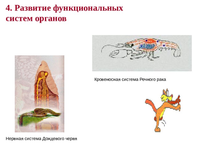 4. Развитие функциональных систем органов Кровеносная система Речного рака Нервная система Дождевого червя 