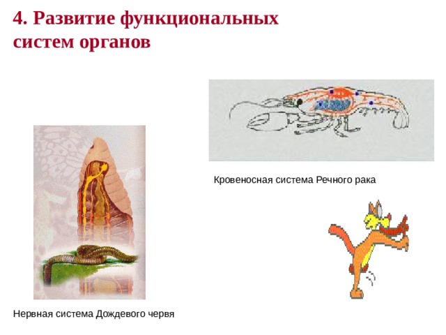 Рассмотрите рисунок рака какой орган отмечен знаком какой системе органов относится указанный орган