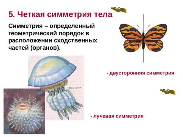 5. Четкая симметрия тела Симметрия – определенный геометрический порядок в расположении сходственных частей (органов). - двусторонняя симметрия - лучевая симметрия 