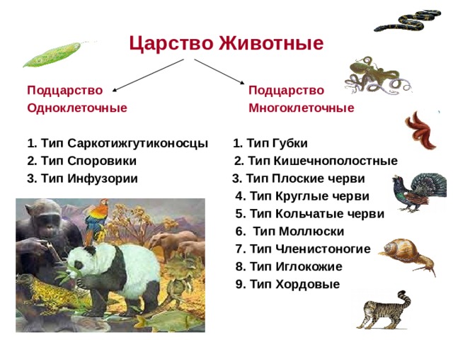 Царство Животные Подцарство Подцарство Одноклеточные Многоклеточные  1. Тип Саркотижгутиконосцы 1. Тип Губки 2. Тип Споровики 2. Тип Кишечнополостные 3. Тип Инфузории 3. Тип Плоские черви  4. Тип Круглые черви  5. Тип Кольчатые черви  6. Тип Моллюски  7. Тип Членистоногие  8. Тип Иглокожие  9. Тип Хордовые 