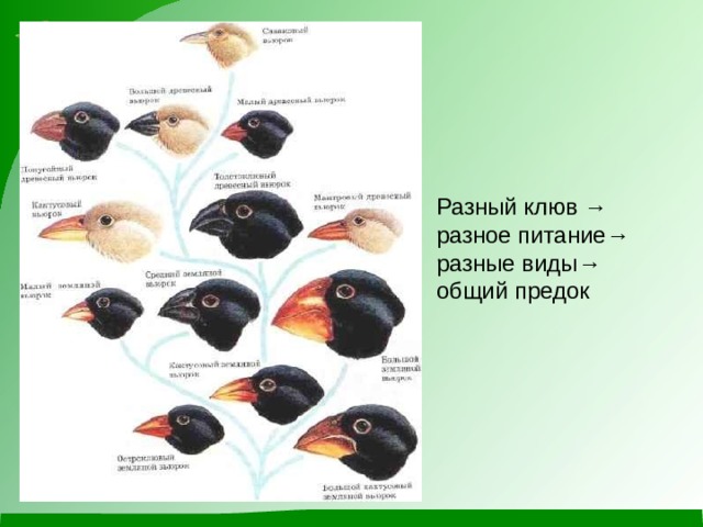 Разный клюв →  разное питание→  разные виды→  общий предок 