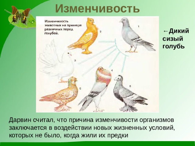 Изменчивость ← Дикий сизый голубь Дарвин считал, что причина изменчивости организмов заключается в воздействии новых жизненных условий, которых не было, когда жили их предки 