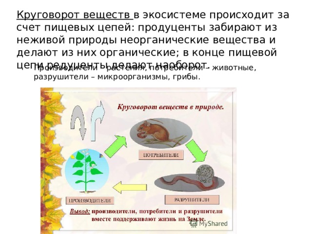 Бактерии грибы в круговороте веществ выполняют роль. Круговорот веществ в экосистеме. Круговорот веществ в природе. Круговорот веществ в природе примеры. Круговорот веществ в биогеоценозе.