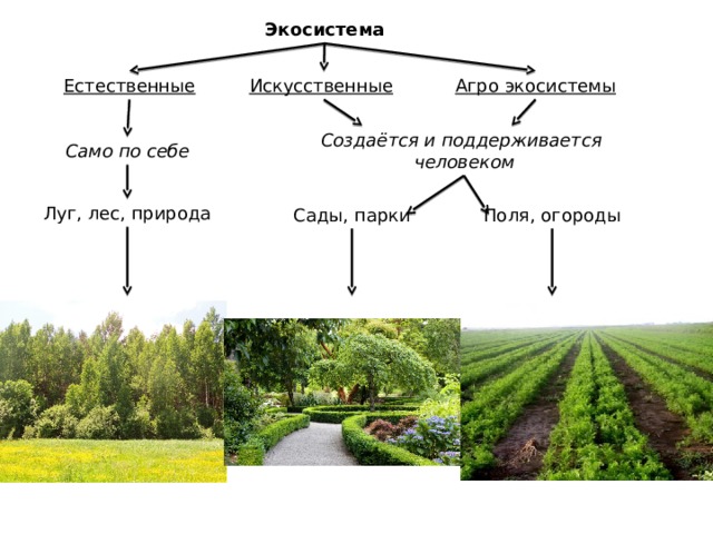 Экосистема Агро экосистемы Искусственные  Естественные Создаётся и поддерживается человеком Само по себе Луг, лес, природа Сады, парки Поля, огороды 