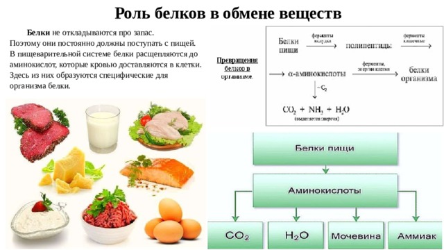 Раскройте роль белков в организме по следующему плану