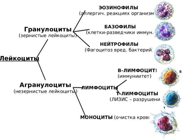 ЭОЗИНОФИЛЫ  (аллергич. реакциях организма) БАЗОФИЛЫ   (клетки-разведчики иммун.) Гранулоциты (зернистые лейкоциты) НЕЙТРОФИЛЫ (Фагоцитоз вред. бактерий) Лейкоциты В-ЛИМФОЦИТЫ  (иммуниитет) Агранулоциты (незернистые лейкоциты) ЛИМФОЦИТЫ Т-ЛИМФОЦИТЫ (ЛИЗИС – разрушение) МОНОЦИТЫ (очистка крови) 