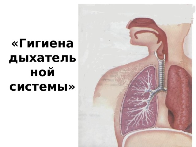 «Гигиена дыхательной системы»  