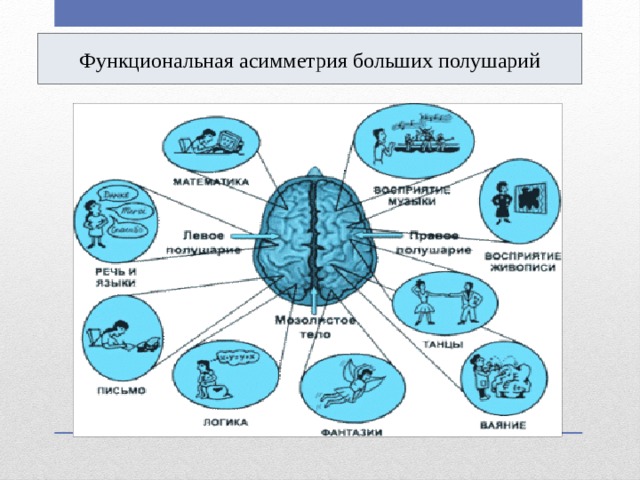 Функциональная асимметрия больших полушарий 