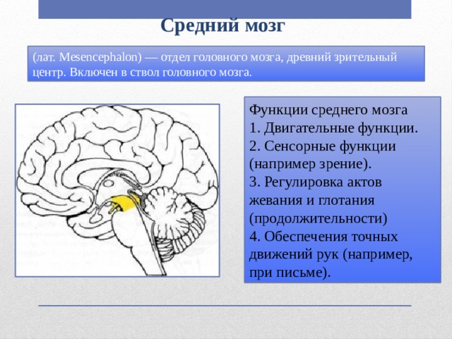 Средний мозг (лат. Mesencephalon) — отдел головного мозга, древний зрительный центр. Включен в ствол головного мозга. Функции среднего мозга 1. Двигательные функции. 2. Сенсорные функции (например зрение). 3. Регулировка актов жевания и глотания (продолжительности) 4. Обеспечения точных движений рук (например, при письме). 