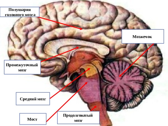 Полушария  головного мозга Мозжечок Промежуточный мозг Средний мозг Продолговатый мозг Мост 