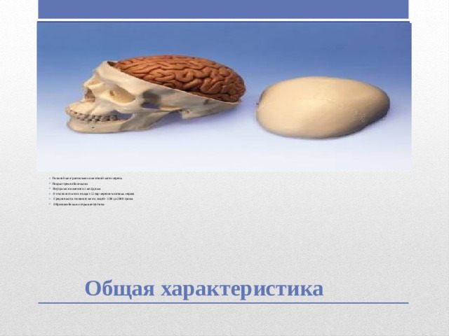 Вставка рисунка   Головной мозг расположен в мозговой части черепа.  Покрыт тремя оболочками  Внутри мозга имеются 4 желудочка  От головного мозга отходят 12 пар черепно-мозговых нервов  Средняя масса головного мозга людей- 1100 до 2000 грамм  Образован белым и серым веществом   Общая характеристика 