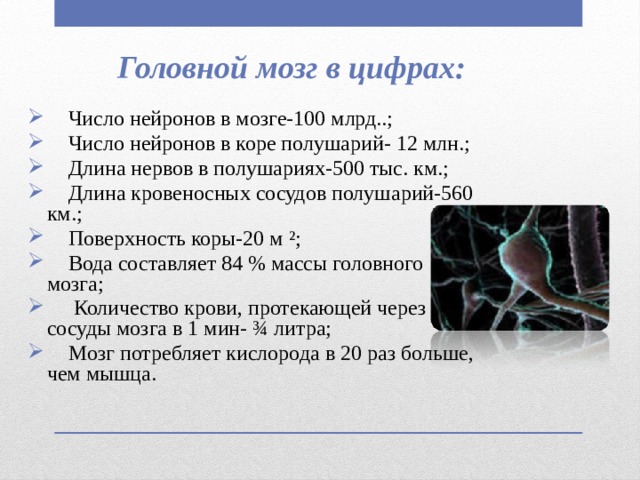 Головной мозг в цифрах:  Число нейронов в мозге-100 млрд..;  Число нейронов в коре полушарий- 12 млн.;  Длина нервов в полушариях-500 тыс. км.;  Длина кровеносных сосудов полушарий-560 км.;  Поверхность коры-20 м ²;  Вода составляет 84 % массы головного мозга;  Количество крови, протекающей через сосуды мозга в 1 мин- ¾ литра;  Мозг потребляет кислорода в 20 раз больше, чем мышца.   