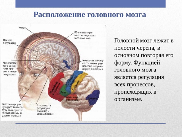 Расположение головного мозга Головной мозг лежит в полости черепа, в основном повторяя его форму. Функцией головного мозга является регуляция всех процессов, происходящих в организме. 