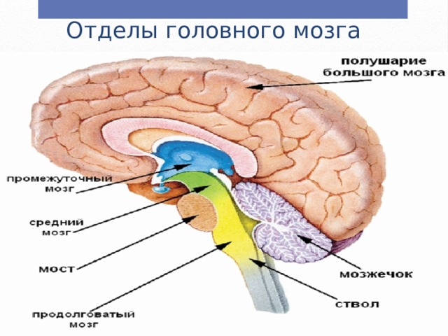 Отделы головного мозга 