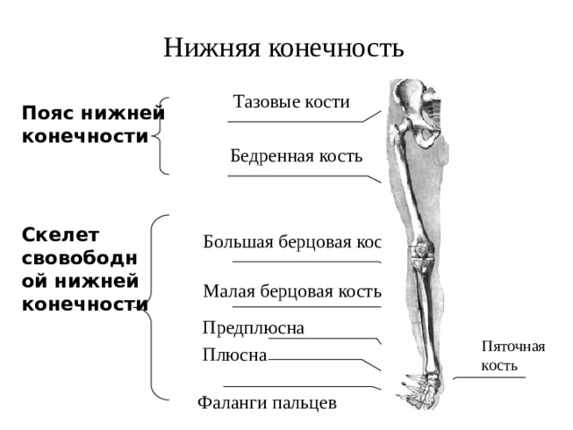 Найдите и назовите отделы свободной конечности. Скелет пояса нижних конечностей человека. Отделы скелета пояс нижних конечностей. Строение скелета нижней конечности анатомия. Кости составляющие скелет нижней конечности.