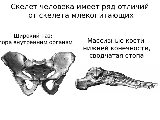 Скелет человека имеет ряд отличий  от скелета млекопитающих Широкий таз; опора внутренним органам Массивные кости нижней конечности, сводчатая стопа 