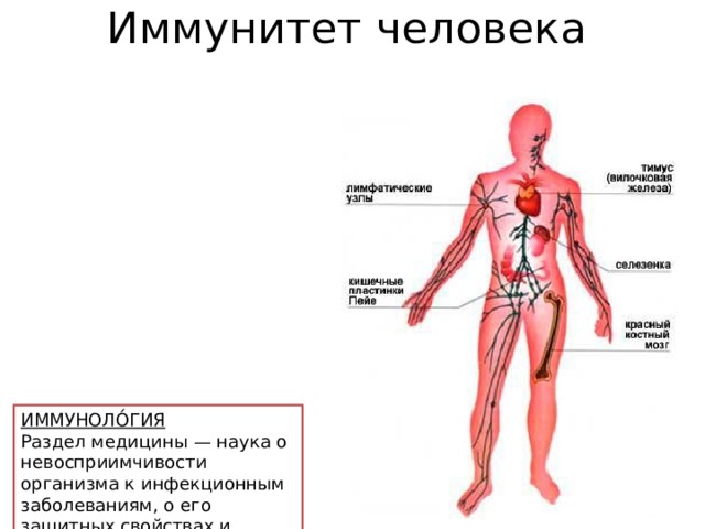 Иммунитет человека ИММУНОЛО́ГИЯ Раздел медицины — наука о невосприимчивости организма к инфекционным заболеваниям, о его защитных свойствах и реакциях. 