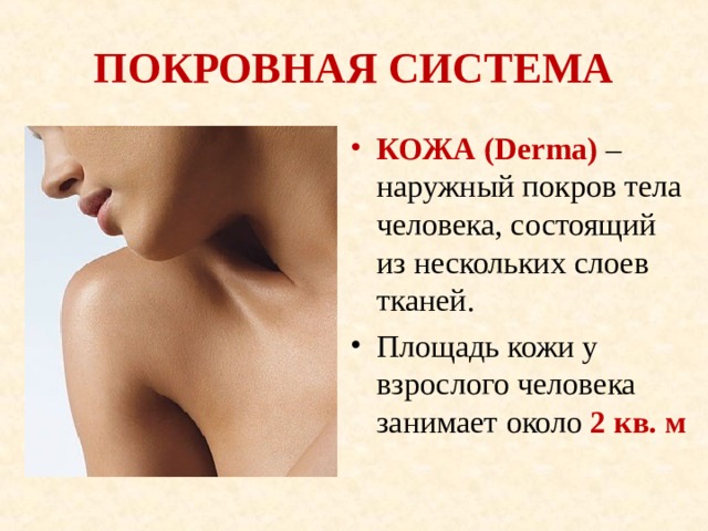 ПОКРОВНАЯ СИСТЕМА КОЖА ( Derma) – наружный покров тела человека, состоящий из нескольких слоев тканей. Площадь кожи у взрослого человека занимает около 2 кв. м 