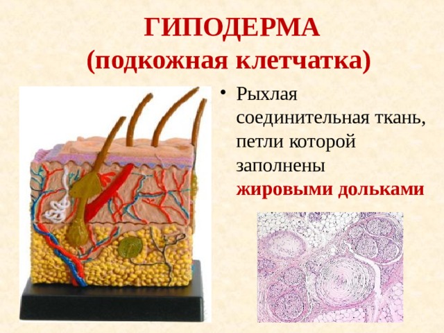  ГИПОДЕРМА  (подкожная клетчатка) Рыхлая соединительная ткань, петли которой заполнены жировыми дольками 
