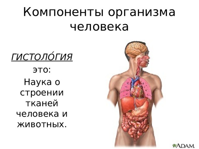 Работа органов организма. Компоненты организма. Интересные факты о строении тела человека. Факты о строении органов человека. Строение и работа различных органов человека.