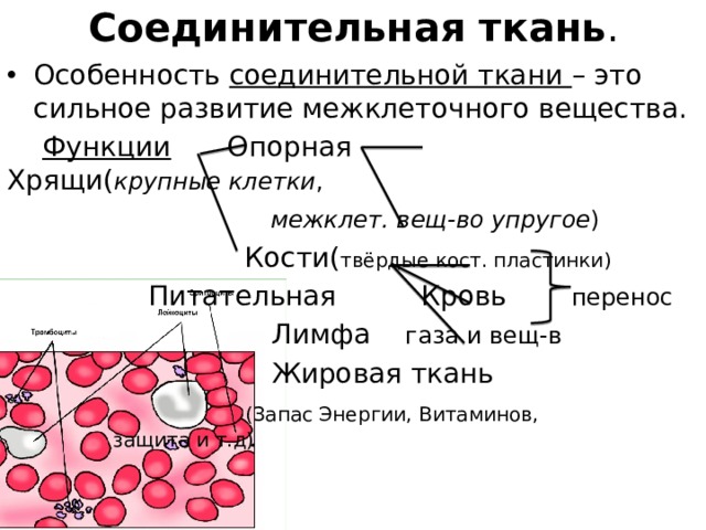 Межклеточная ткань. Соединительная ткань хрящ мембрана. Строение соединительной ткани кровь человека. Межклеточное вещество соединительной ткани. Соединительная ткань кровь человека ткань.