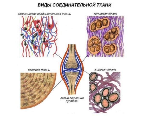 Соединительная ткань схема