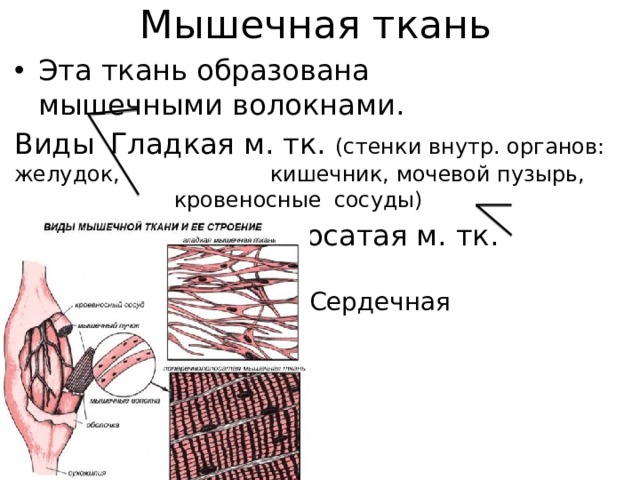 Мышцы образуют стенки. Гладкая мышечная ткань образует. Гладкая ткань образует. Сердечная мышца образована гладкой мышечной тканью. Мышечная ткань кровеносных сосудов.