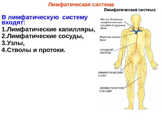 Лимфатическая система В лимфатическую систему входят: Лимфатические капилляры, Лимфатические сосуды, Узлы, Стволы и протоки.  